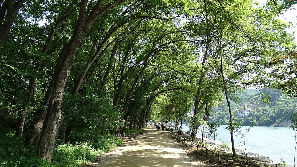 A tree-lined riverside path on Nami Island